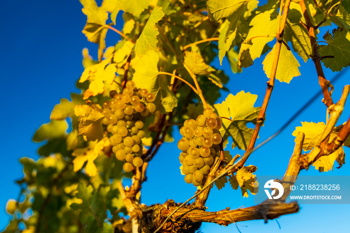 wine region Wachau at wine harvest time in Austria