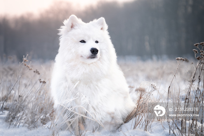 Zimowy portret psa rasy samojed