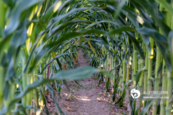 Row of corn plants. View through the rows of corn and its leaves.