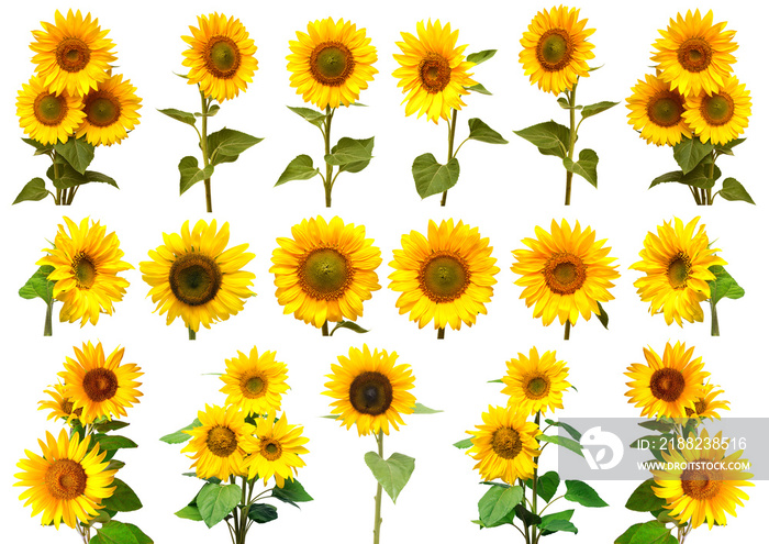 Sunflowers collection on the white background.