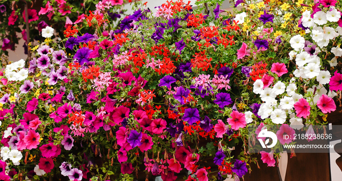 Traditional flowered balcony at the Alps and Dolomites. Colorful flowers on balcony. Summer time. Mix of flowers and colors. General contest of the European Alps