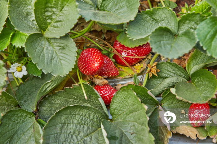 Picking fresh strawberries on the farm, Close up of fresh organic strawberries growing on a vine