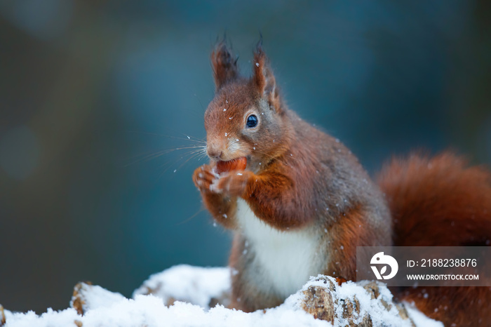 Eurasian red squirrel (Sciurus vulgaris) in the snow searching for food in the forest in the Netherlands