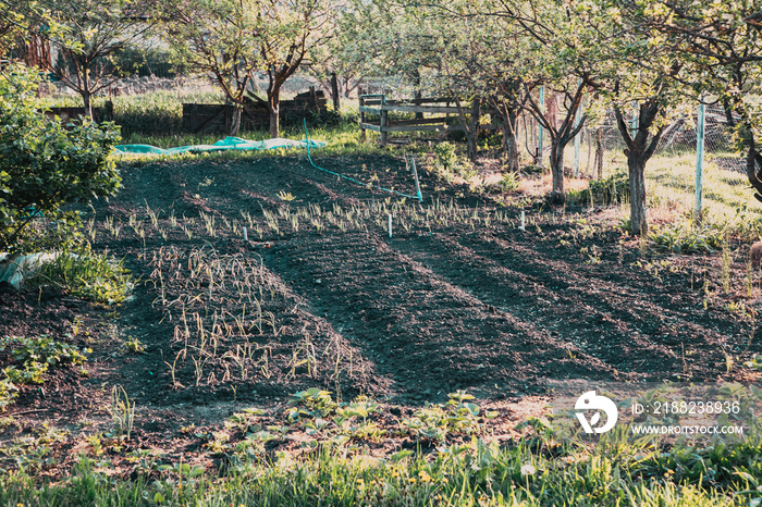 vegetable garden in spring small farm permaculture concept