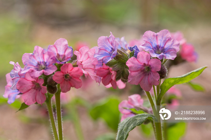 Closeup of dainty, vibrant pulmonaria - also known as lungworts - in springtime