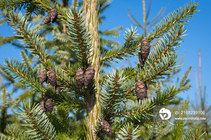 Hanging decorative  brown cones of Picea omorika or Serbian spruce