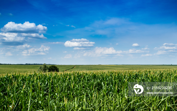 The corn grew in the field, the corn in the blue sky