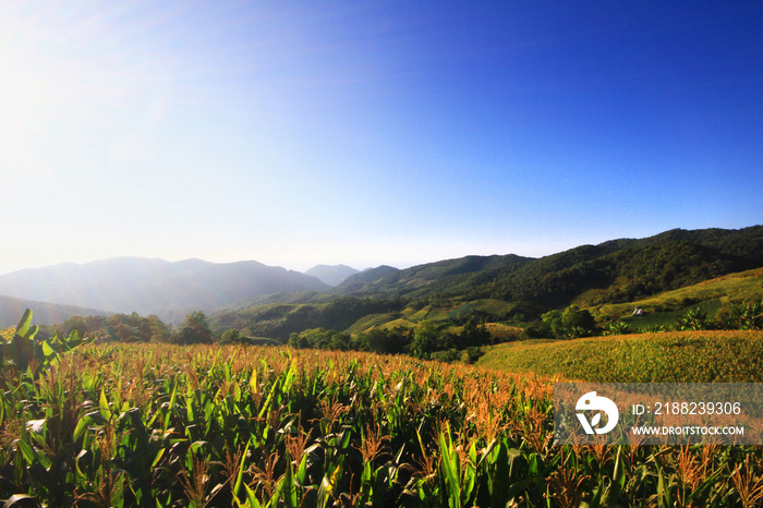 Landscape Corn farm and Mexican sunflower field with blue sky on the mountain, Thailand