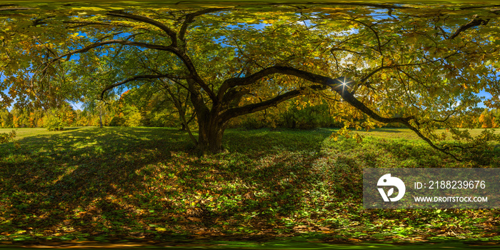 360 by 180 degree spherical panorama under yellow oak at sunny autumn day in park with blue sky and clouds.