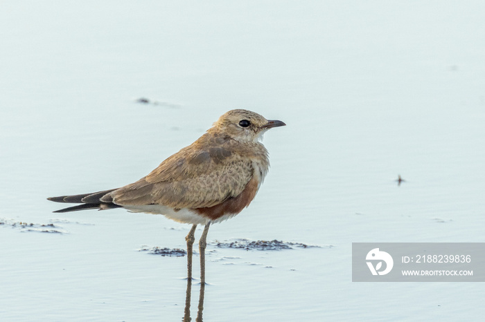 Australian Pratincole in Queensland Australia