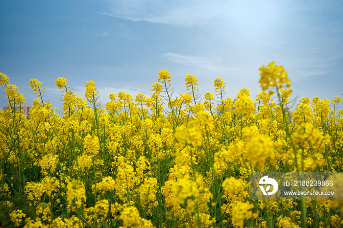 Field of flowering canola on the sky background