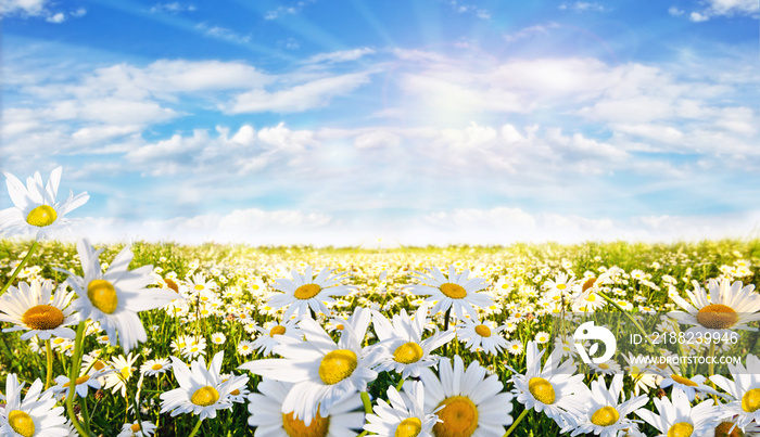 Frühlingserwachen: Meditation, Glück, Freude, Entspannung: Relaxen in Blumenwiese mit leuchtend schönen Margeriten unter blauem Himmel mit Sonne :)