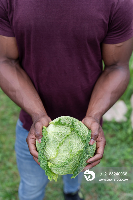 Mid section of man holding homegrown cabbage in urban garden