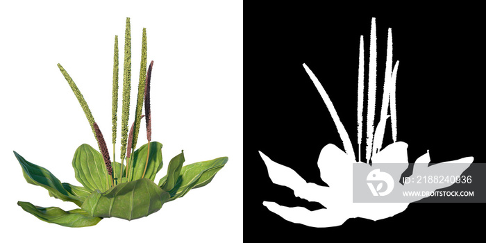 Front view of Plant ( Plantago major broadleaf plantain 3) Tree png with alpha channel to cutout made with 3D render