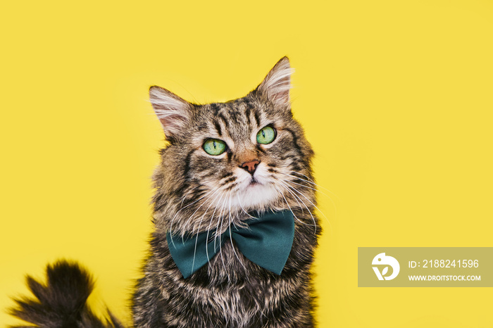 Funny cat in bow tie and glasses sitting on yellow background