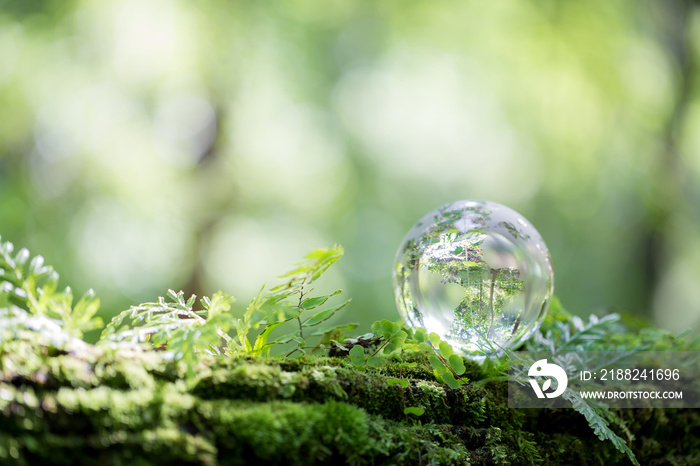 Globe planet glass In green forest with bokeh nature lights. world environment day. concept for environment conservation, protect ecology earth and environmental eco-friendly life with copy space