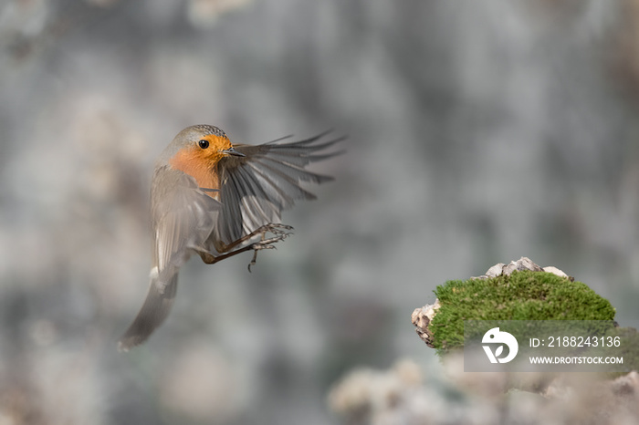 Arriving, fine art portrait of Red robin in flight (Erithacus rubecula)