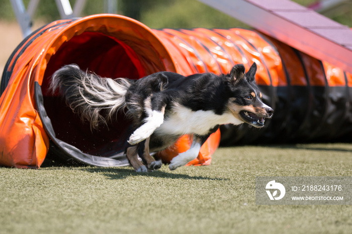 Fast extended tricolor and white border-collie dog running full speed dog agility obstacle. Border collie sheepdog outdoors on dog agility competition. Cute and funny pet runs out from agility tunnel