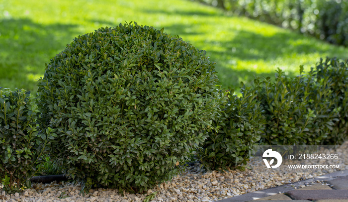 Lawn with plants. Boxwood, evergreen foliage plant