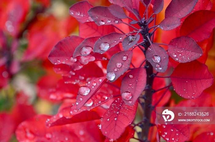 Closeup of a red colored plant called European Smoke Bush (Cotinus coggygria) rain fall in autumn