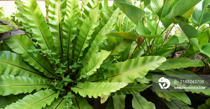 Green leaves of Bird nest fern in nursery garden farm plant background - Asplenium nidus fern nest