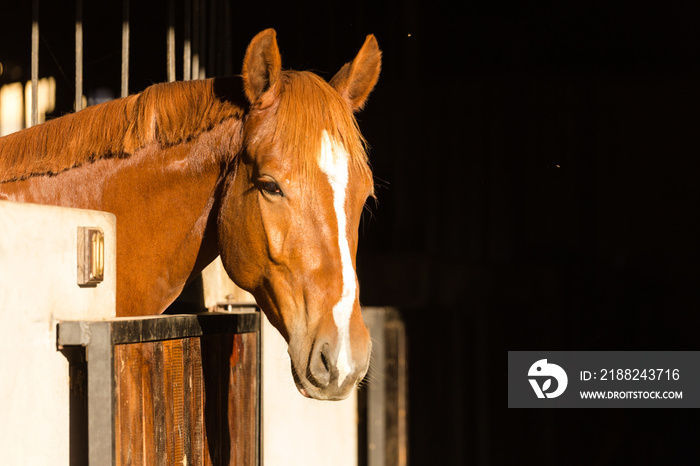 Close up of a horse in its stable on a horse stud farm