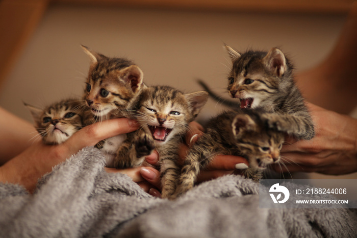 Brood of little cute kittens on blanket. Care in animal shelter.