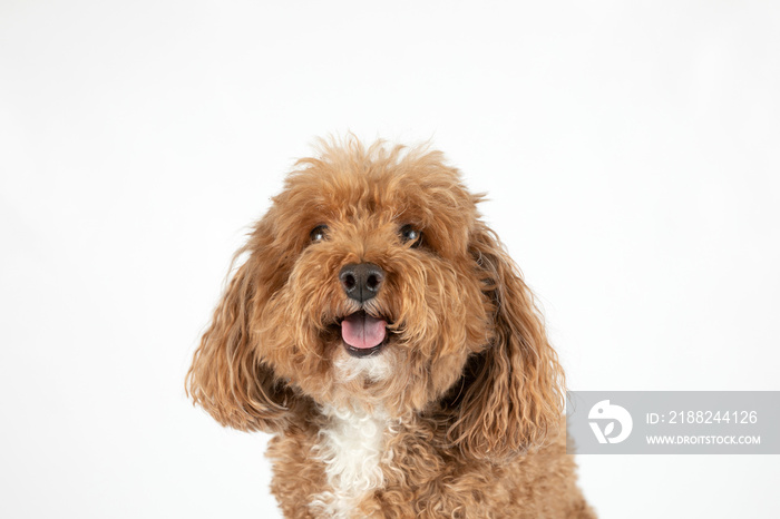 Smiling cute small mixed Breed Bichon poodle Bichpoo breed dog with curly and fluffy red hair isolated on a white background with copy space