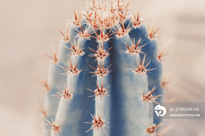 Background with big cactus, toned image