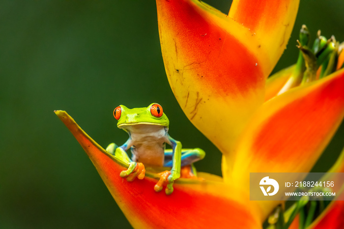 Red-eyed Tree Frog, Agalychnis callidryas, sitting on the green leave in tropical forest in Costa Rica.