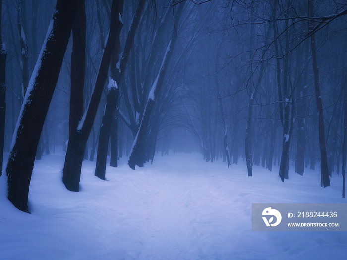 Mysterious winter forest with snow at dusk. A dark magical forest, trees are covered with frost. Beautiful snowy wood.