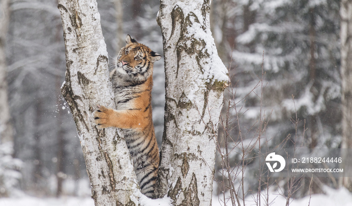 Siberian tiger, Panthera tigris altaica, male with snow in fur. Tiger Usurian in a wild winter landscape. Attacking predator in action.