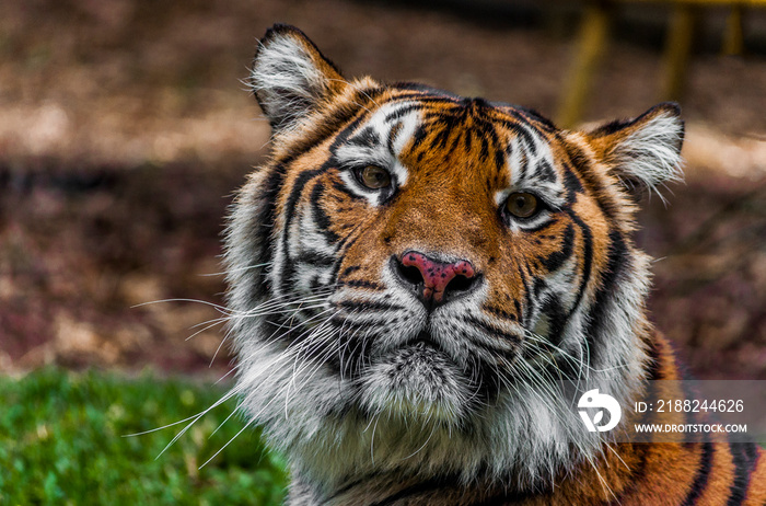 Sumatran tiger looking curiously at something