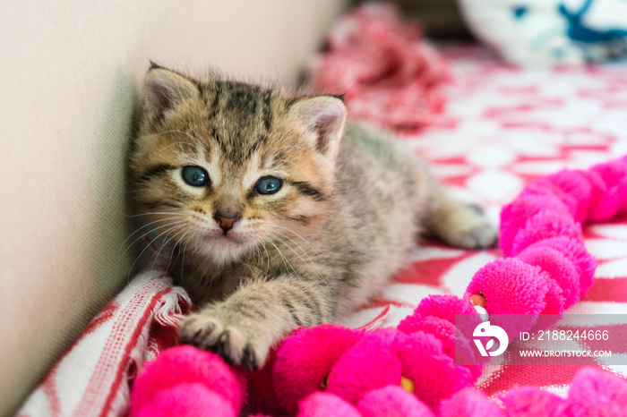 Striped tiger kitten on the blanket, 3 weeks cute small kitty with blue eyes