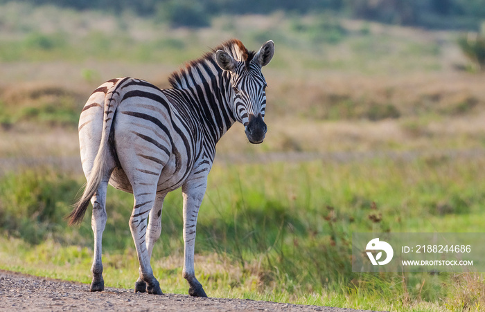 There are many Zebras in Isimangaliso Wetland Park, which is on the UNESCO Heritage List in South Africa.