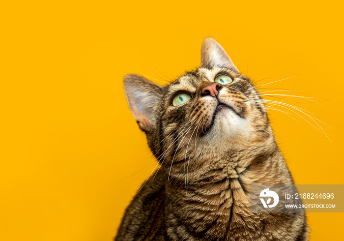 Portrait of a striped cat on a yellow background. The cat looks at the object