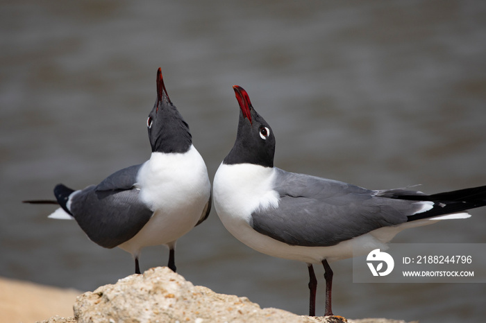 Beaks raised in Laughing Gull courtship behavior in closeup with copy space