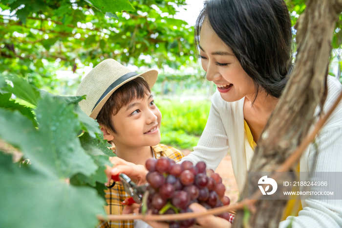 快乐的母子在果园采摘葡萄