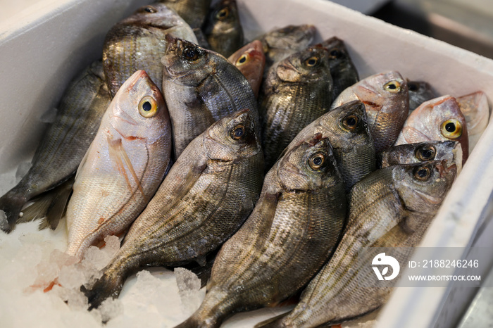 Sea bream or Sargo fishes on ice for sale.