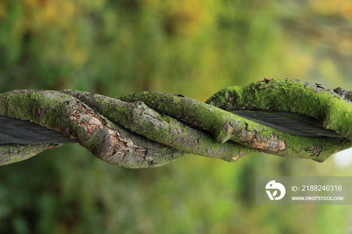 bark texture with moss