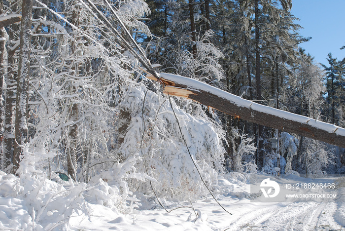 Large tree fallen onto an electrical wire in New england