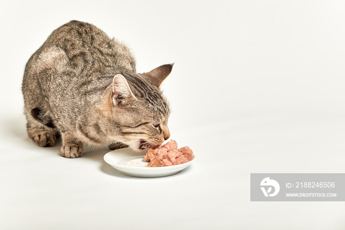 Grey tabby cat eating pieces of meat from bowl on white