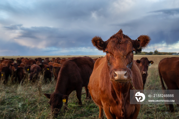 Herd of Cows on a farm field during a stormy sunset. Taken in Brandon, Manitoba, Canada.