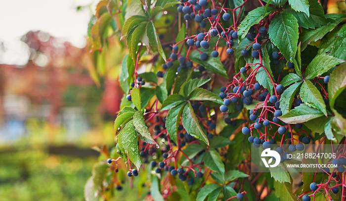 Parthenocissus tricuspidata, ‘Vetchii’ Boston ivy, Japanese ivy, grape ivy, creeper plant, autumn background. Wild grapes. Fall.  Hedera helix. Natural cough remedy, natural medicine