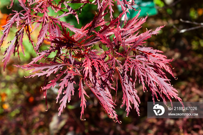 Acer Palmatum var. dissectum ’Garnet’ a deciduous ornamental shrub plant of Japan grown for its autumn fall red leaf colour and commonly known as Japanese Maple, stock photo image