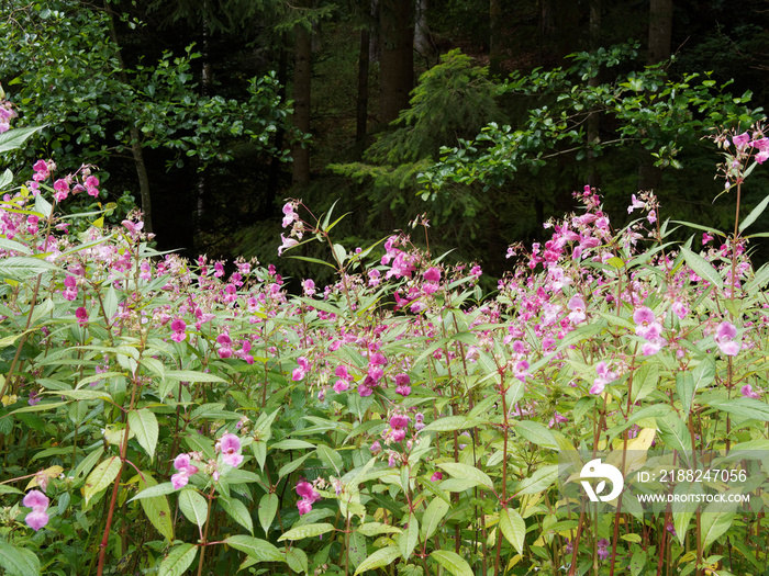 Impatiens glandulifera or Himalayan balsam, invasive plant at the edge of a path in the Black-Forest