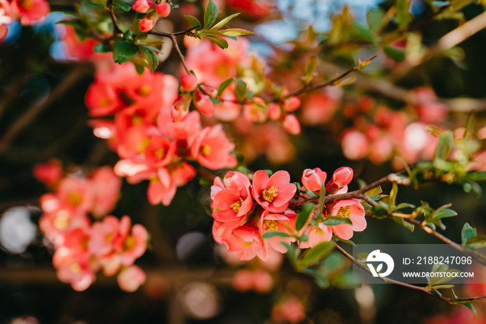 Blooming Japanese quince in spring - Chaenomeles japonica.