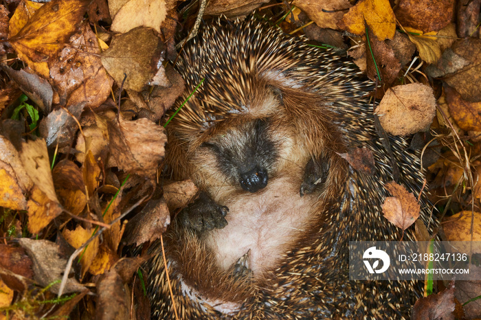 Hedgehog (Scientific name: Erinaceus Europaeus) wild, native, European hedgehog hibernating in natural woodland habitat. Curled into a ball in fallen Autumn leaves. Winter sleeping - hibernation