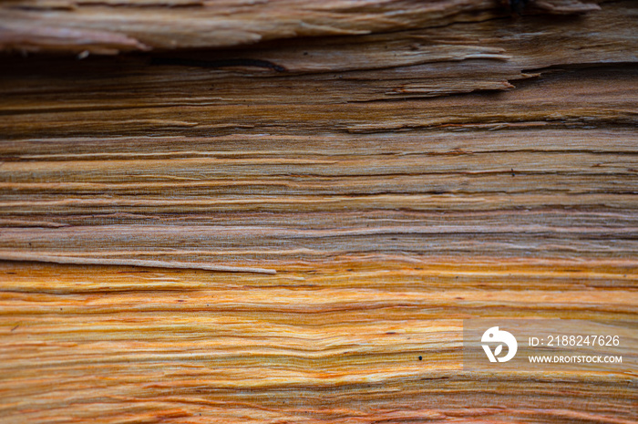 Fresh wood log texture background. Grey alder, speckled alder, Alnus incana