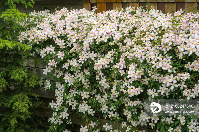 Clematis montana (mountain clematis also known as Himalayan clematis) growing on a fence in a backyard garden